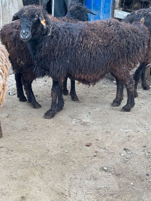 Семіз сойылатын койлар сатылады.