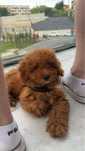 Poodle toy de vanzare