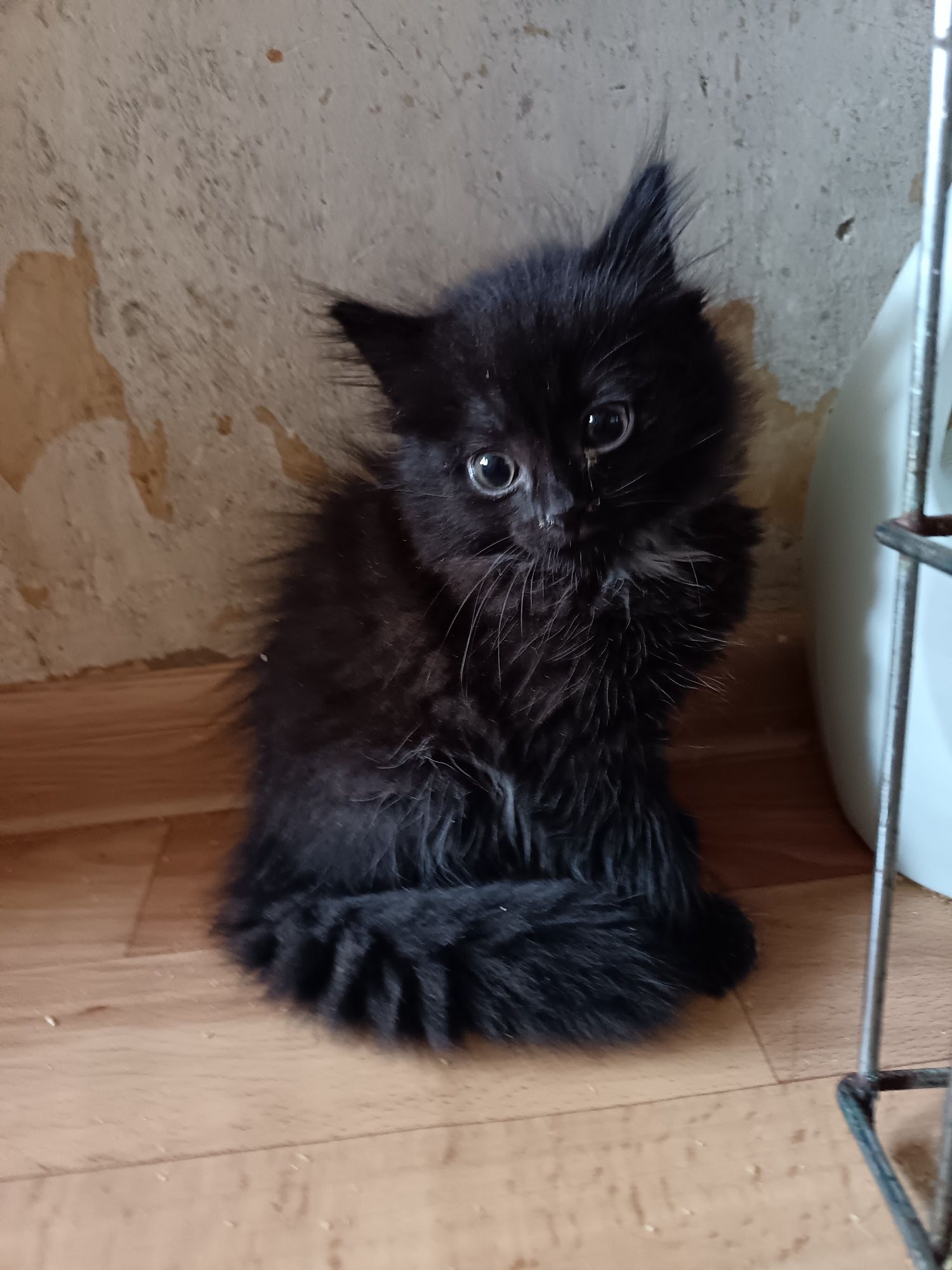 Отдам котят-девочек