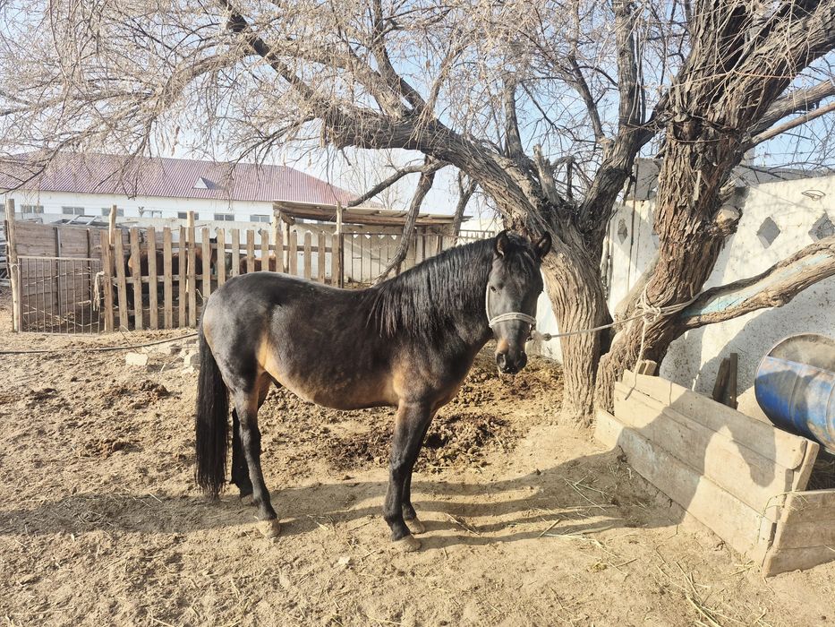 Айғыр сатылады. Үйірге қосуға дайын. Жағдайы өте жақсы.