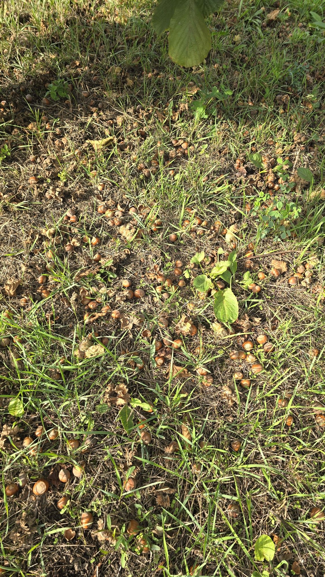 Alune  de pădure