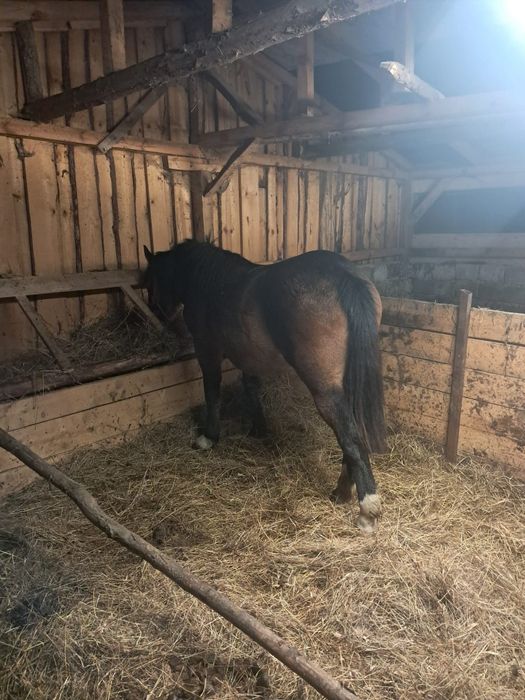 Vînd mînză de 1 an si 2 luni