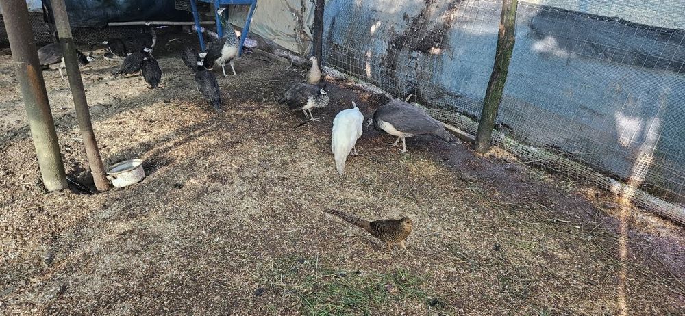 Păuni și Fazani - Diversi Culori, Crescuți în Gospodărie