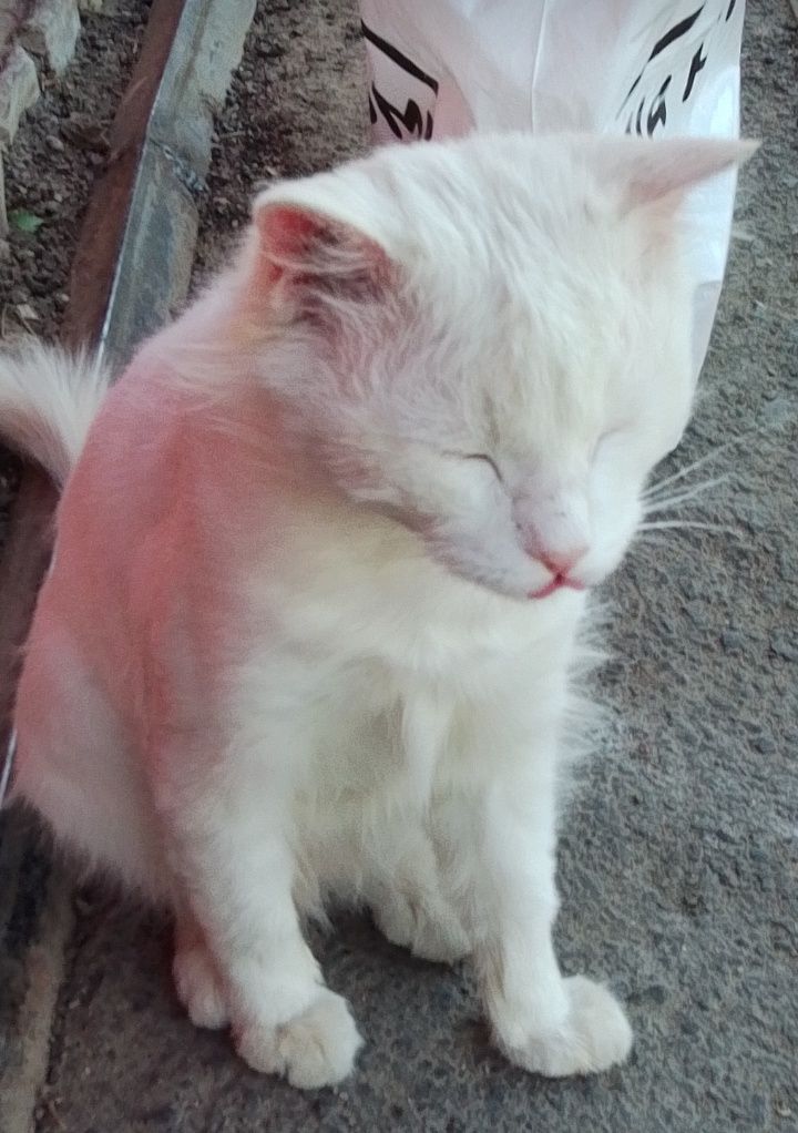 Кот Беляш ищет ДОБРЫЙ ДОМ