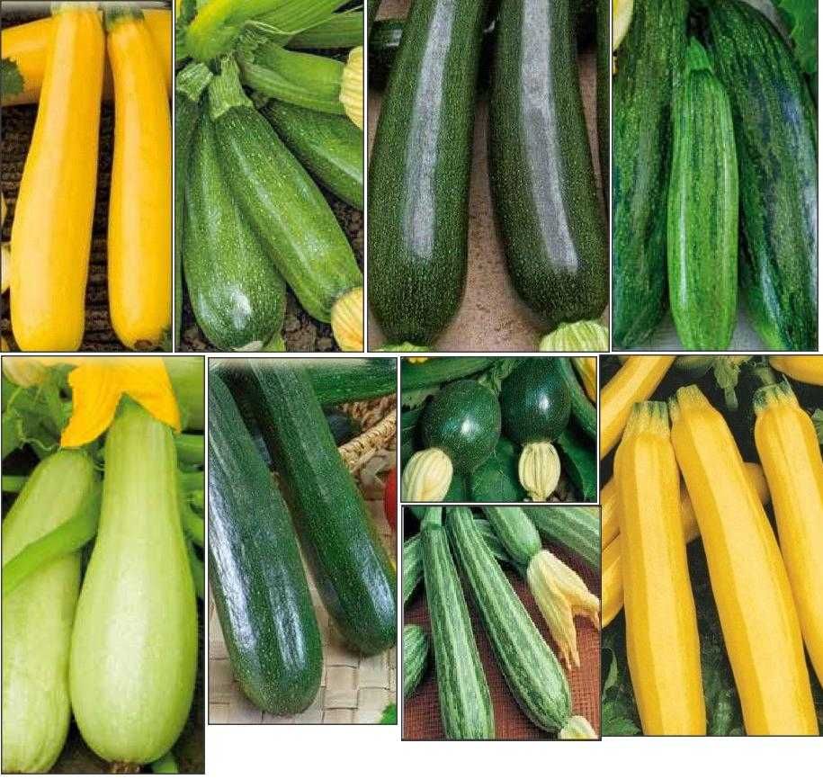 20 seminte dovlecei Zucchini: verde inchis/deschis, galben, striat