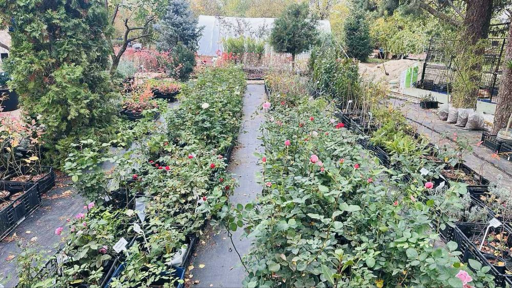 Овощни дървета, плодни храсти и лозички - Fruithome Плевен