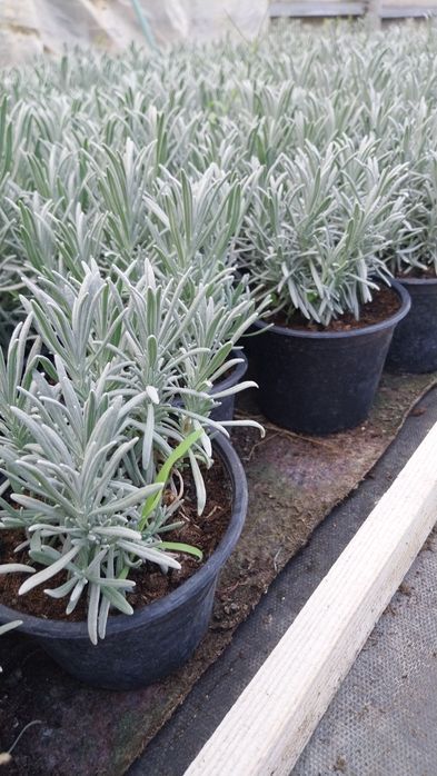 Lavandă  la ghiveci