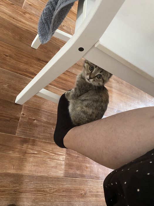 Бесплатно отдаем