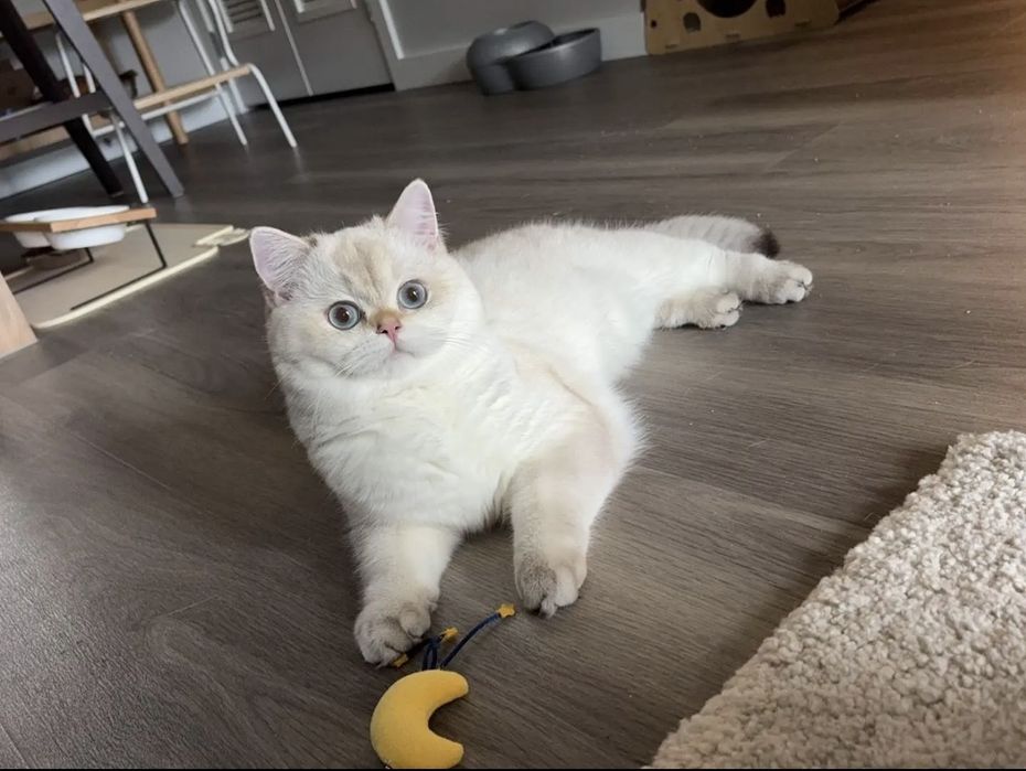 Британска късокосместа