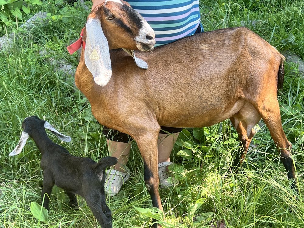 Capra anglonubian cu pedigree si cu o iada