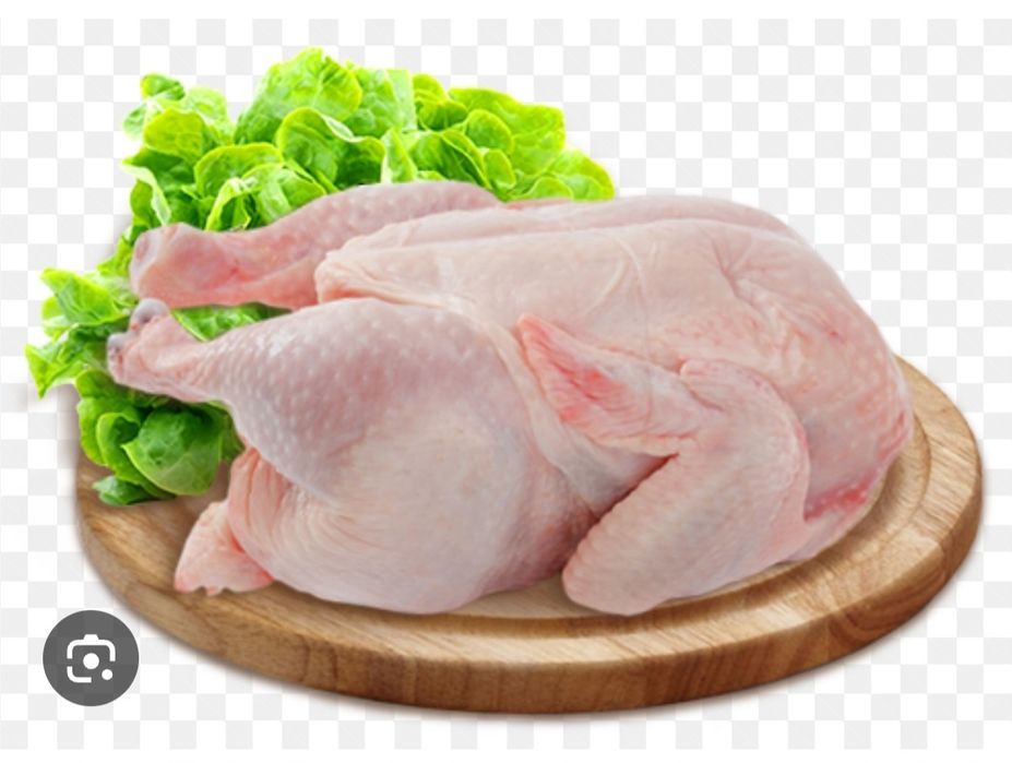 Домашняя молодая индейка