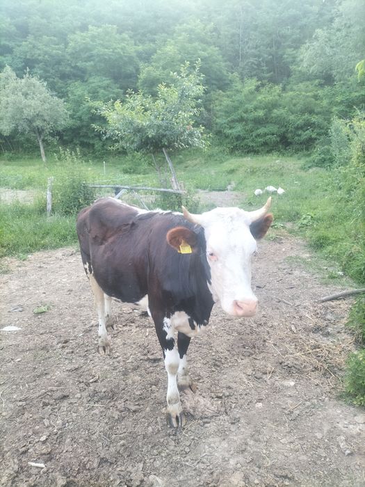 Junincă gestanta