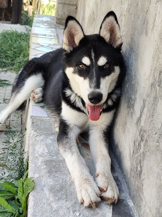 Продавам мъжко хъски