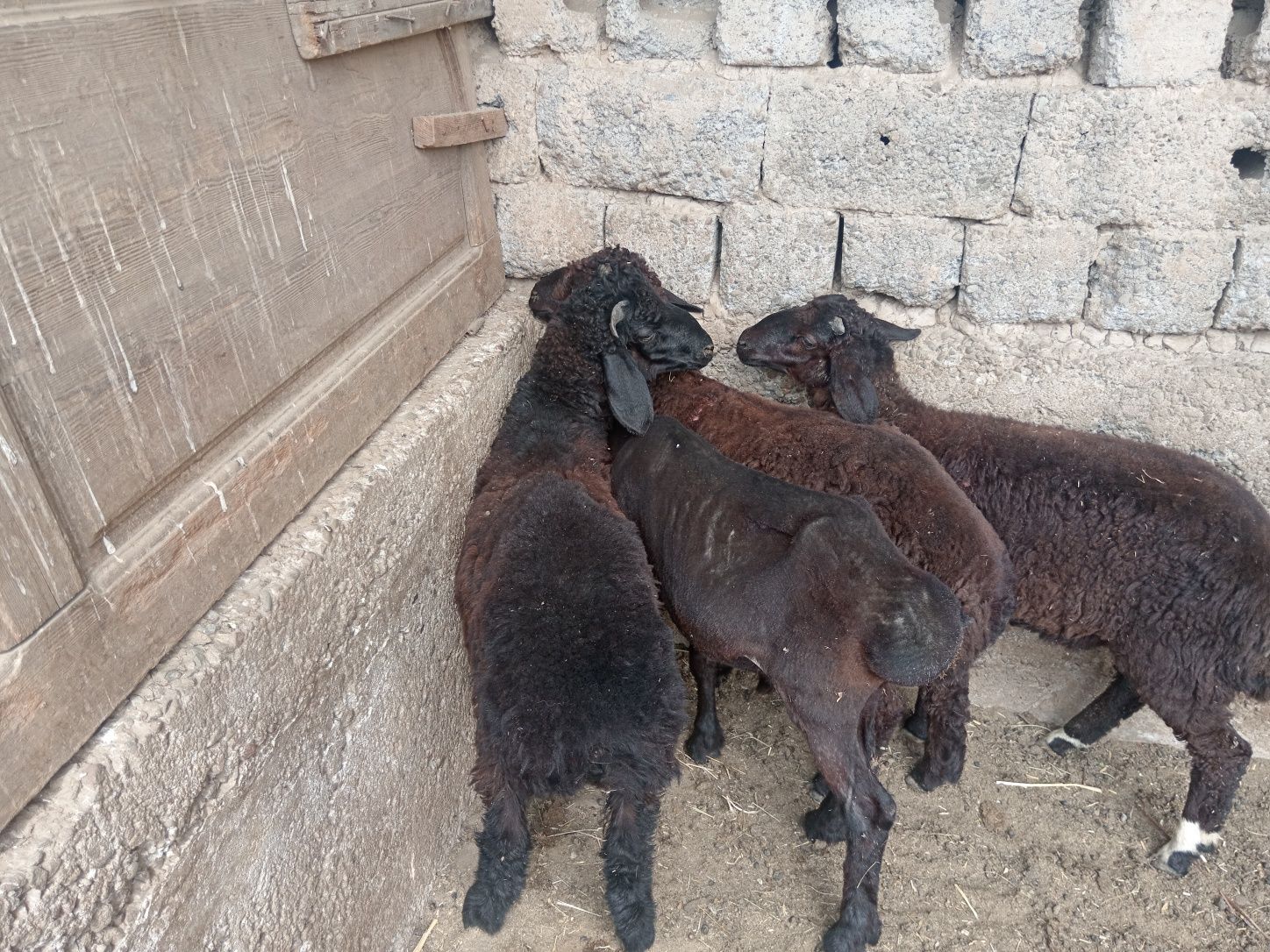 Qochqor qoy koy кочкорлар