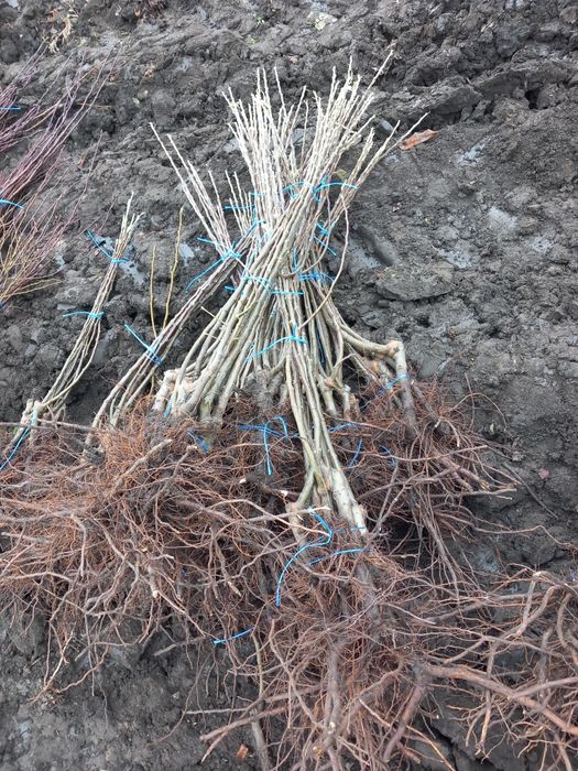 Vând Pomi fructiferi altoiți