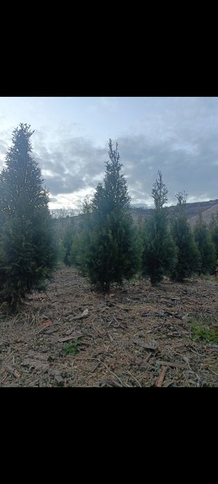 Vând tuia , diferite soiuri și marimi din ciumbrud alba