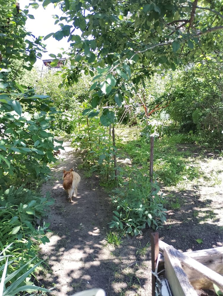 Продам дачу с/о Горизонт