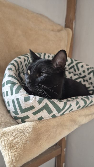 Pirata, pisica cauta familie