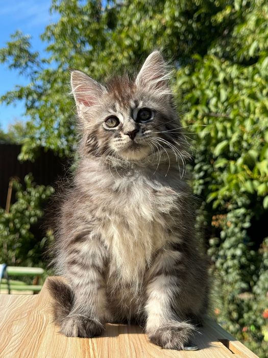 Мейн Куун Котки шоу-клас от елитен