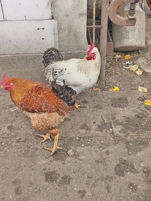 Vând cocoși și rate de tara crescute bio