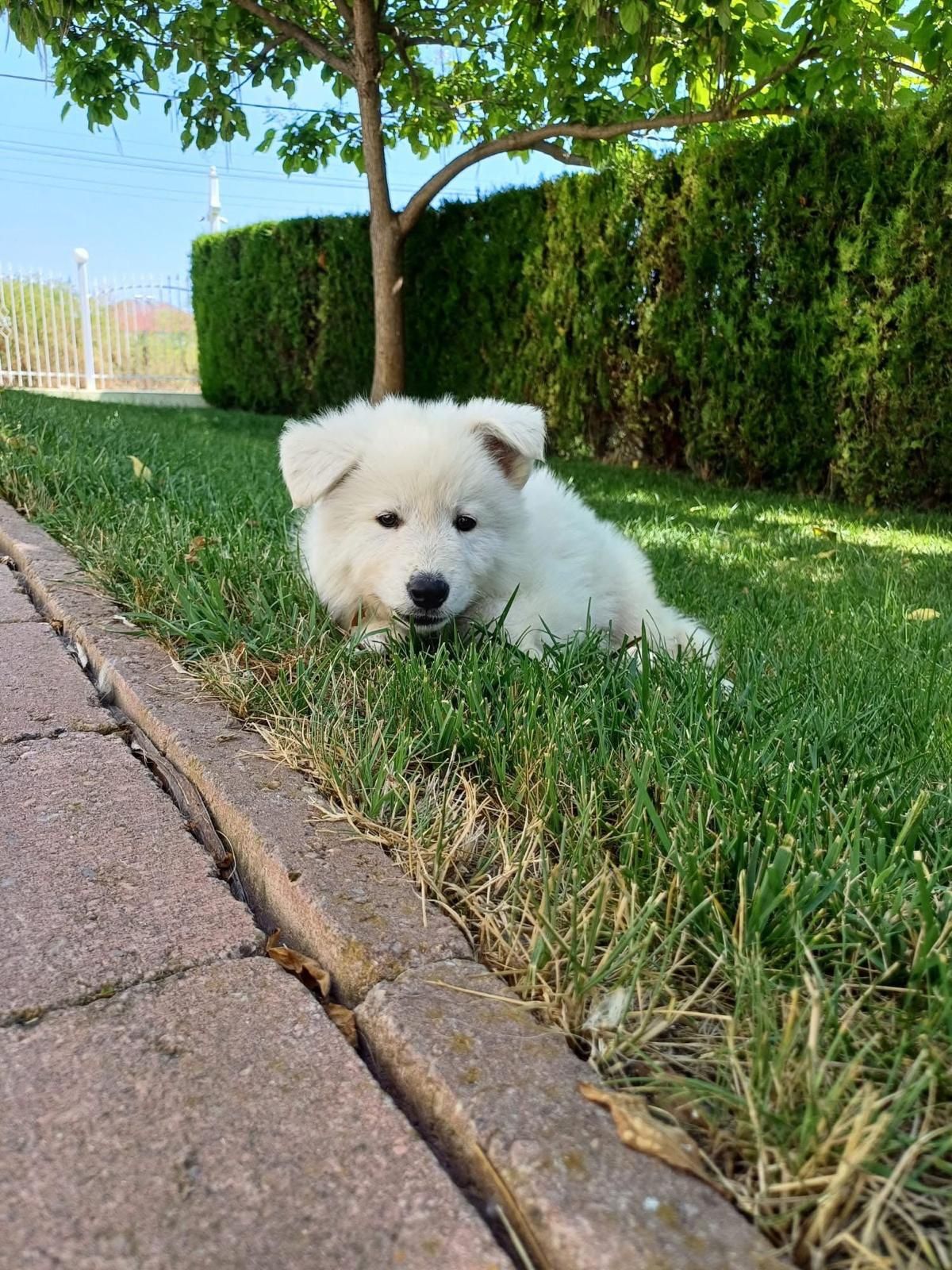 Ciobanesc elvetian/lup alb