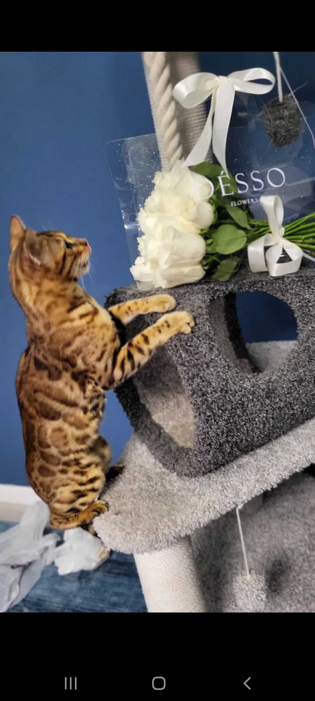Вязка кота кот бенгал ищет невесту рассмотрим любые варианты