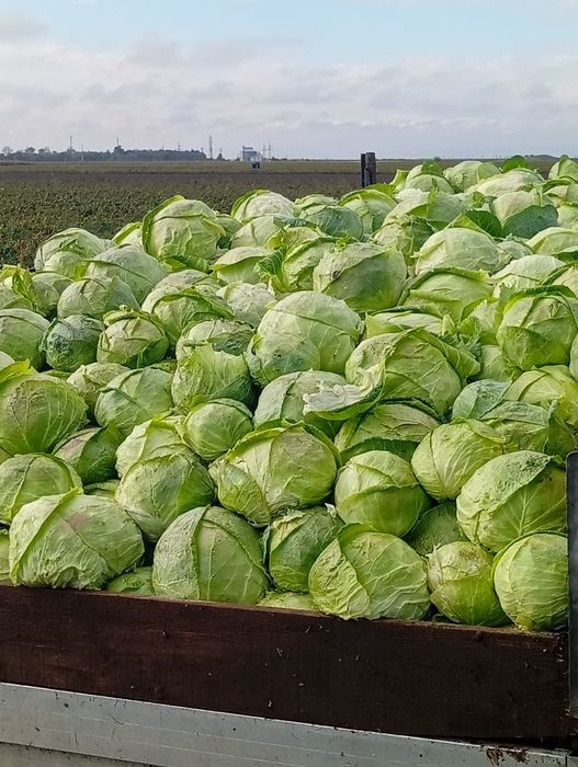 Vând Varză de Buzău