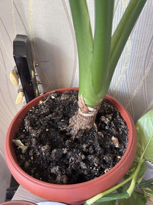 Алоказия одора большая