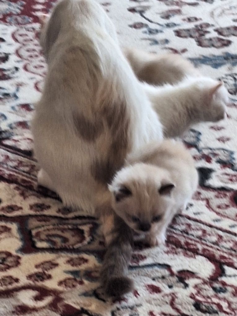 Сиамские котята.