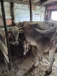 Junica si vaca  de vanzare