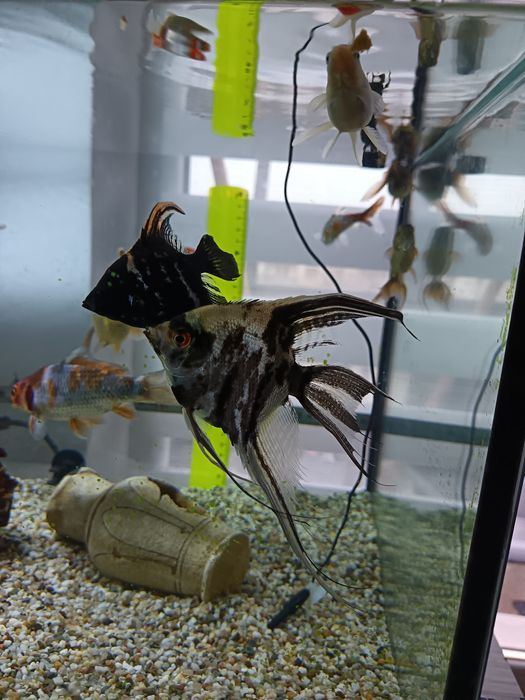 Pești scalari și crap koi de vânzare Ludus