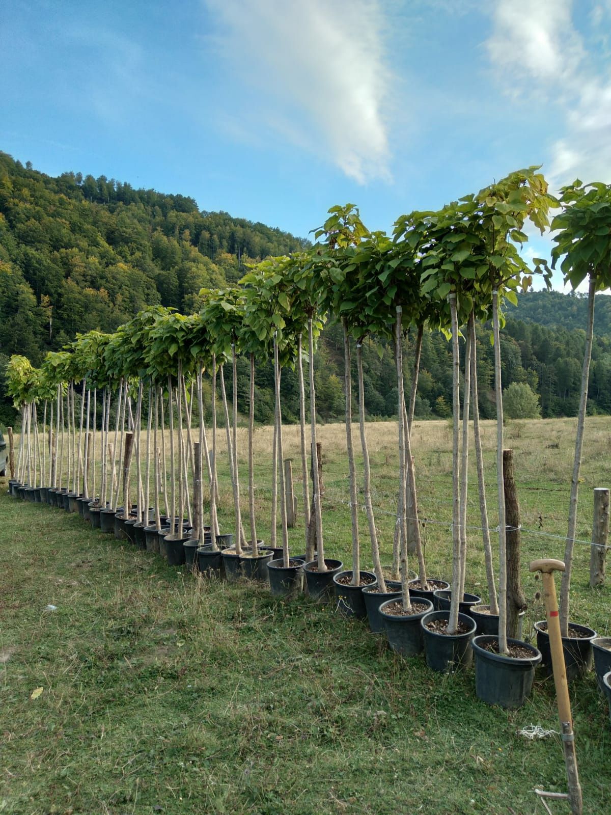 Arțar Leylandii pom pon catalpa