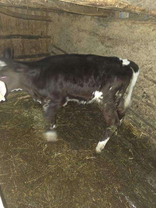 Vând vițea de rasa