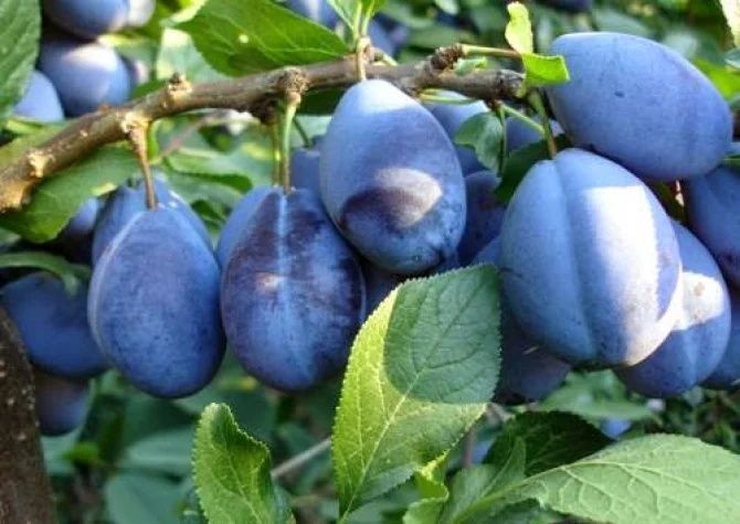 Prune de vanzare pentru preparare tuica palinca