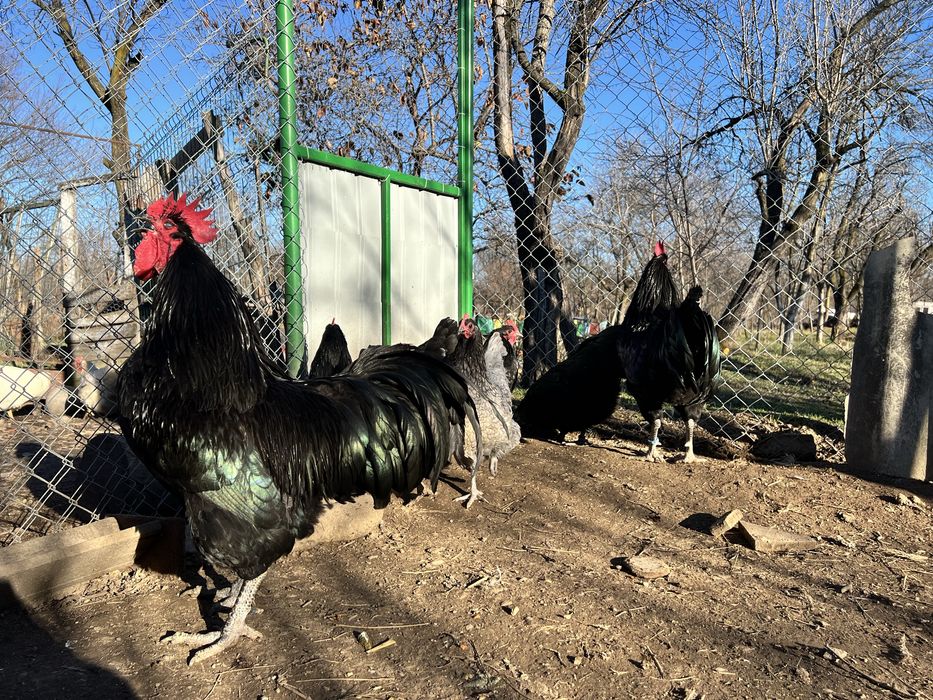 Oua incubat Sussex Wyandotte auriu albastru - Trimit prin curier