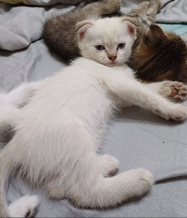 Отдам котят в добрые руки