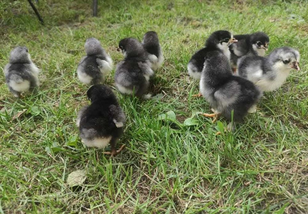 Comenzi pentru pui-sezonul 2026