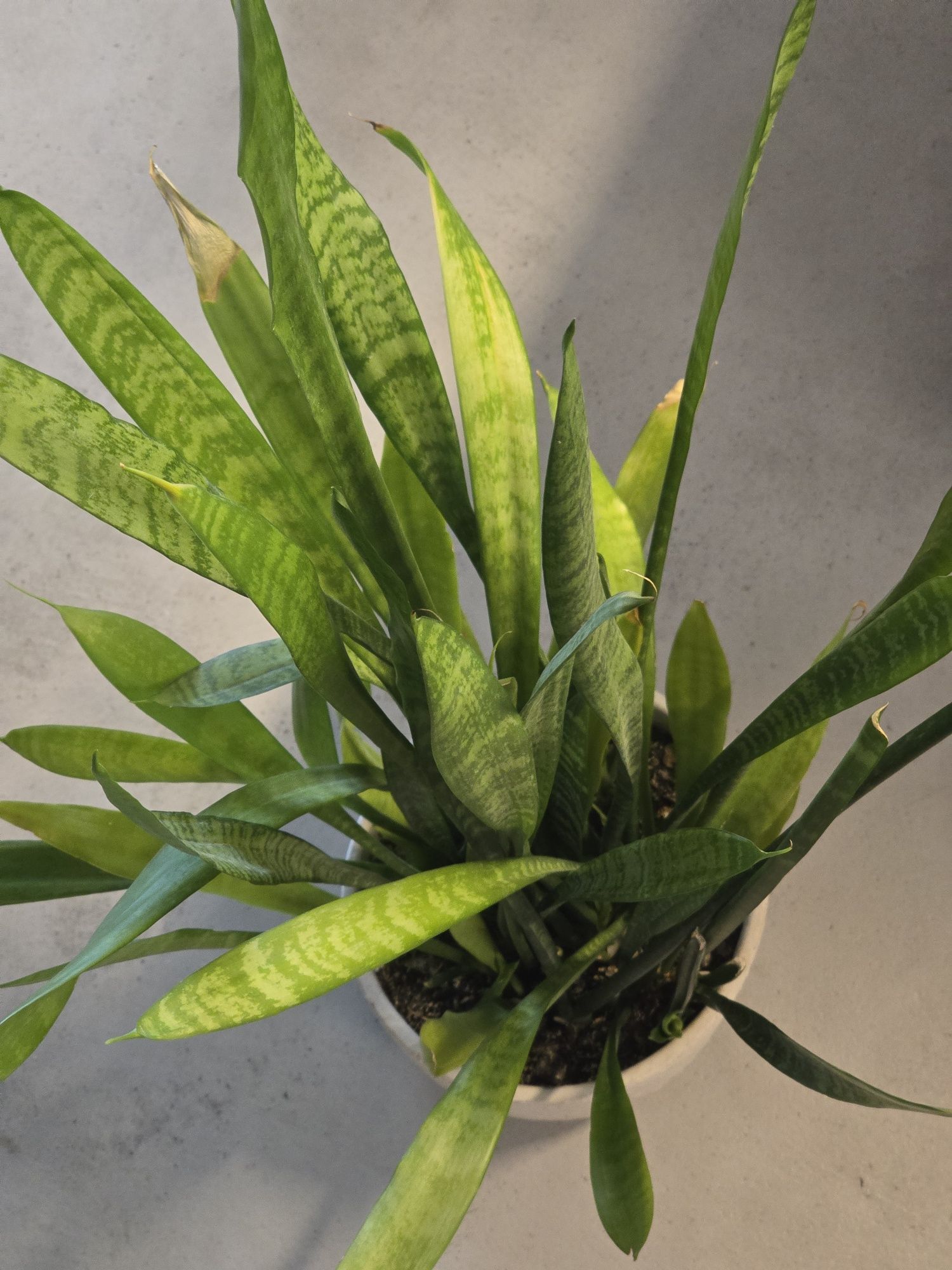 Сансевиера / Змийски език / Snake plant, 100 cm