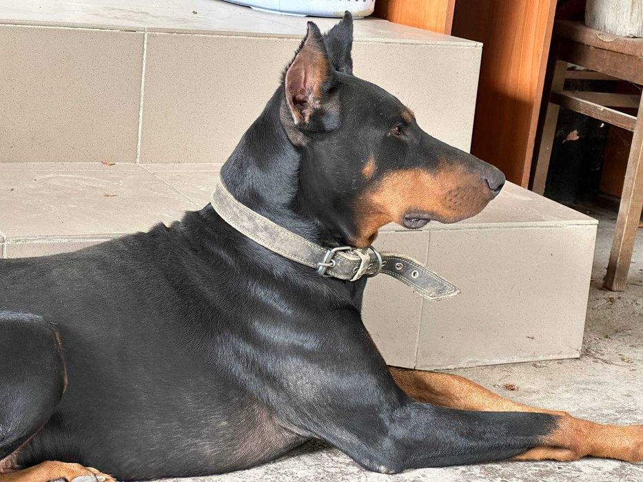 Доберман Щенок девочка от 06 Сентября 2025г рождения