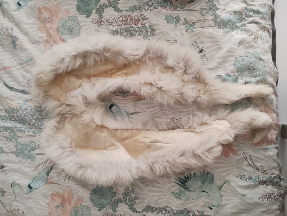 Guler blana de vulpe polară