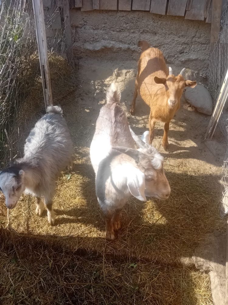 vand 2 iezi au 4 luni de zile