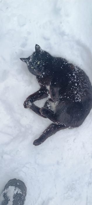 Отдам взрослого кота