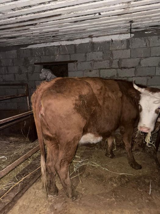 Сыйыр сатамын сміз