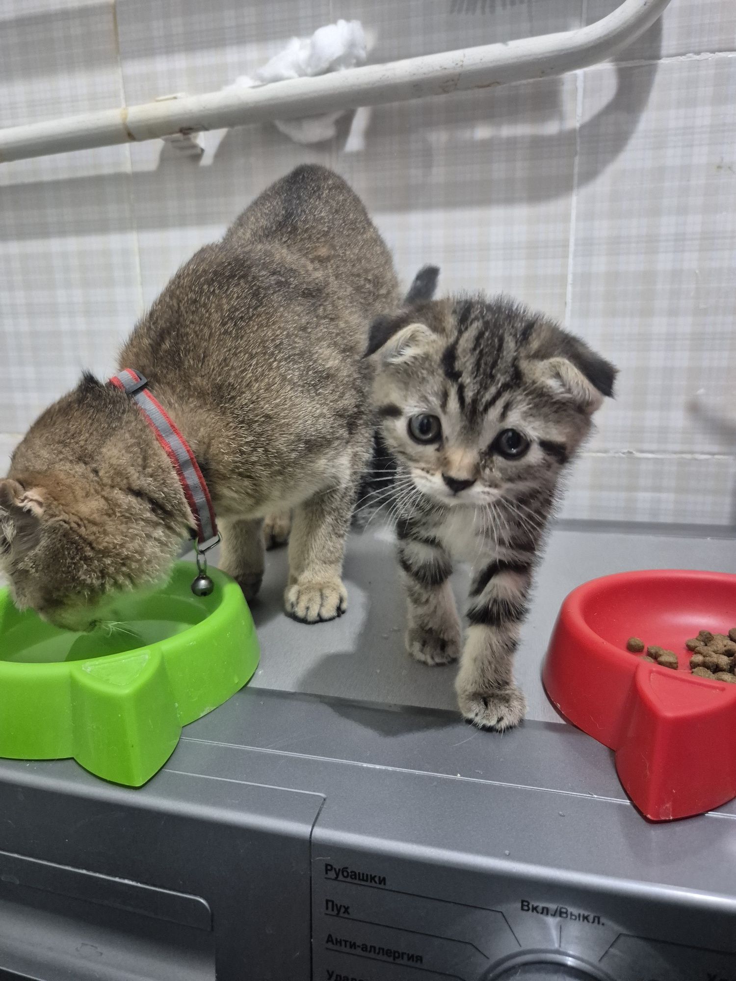 Скотиш фолд и страйт чистокровные