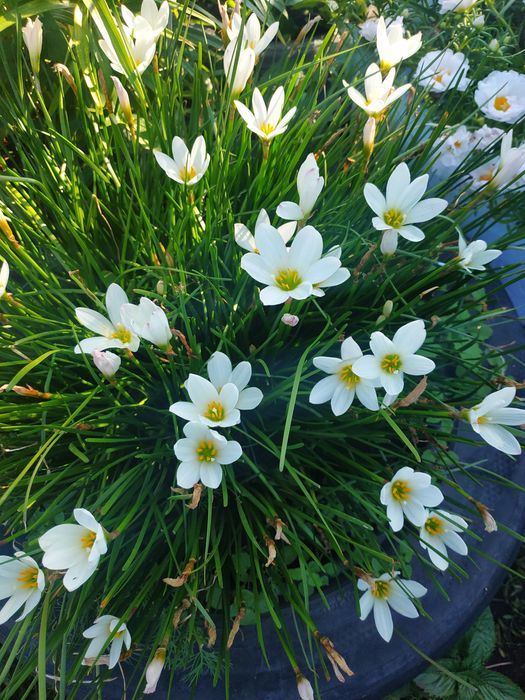 Продам комнатный цветок зефирантес, выскочка - белый.