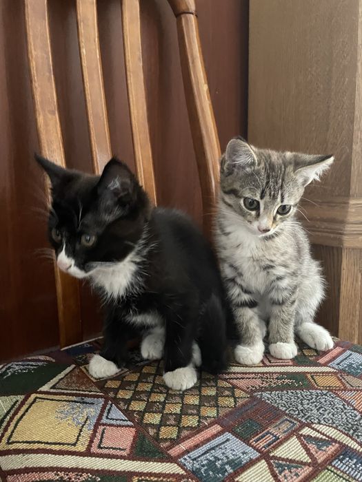 Отдам котят в хорошие добрые руки