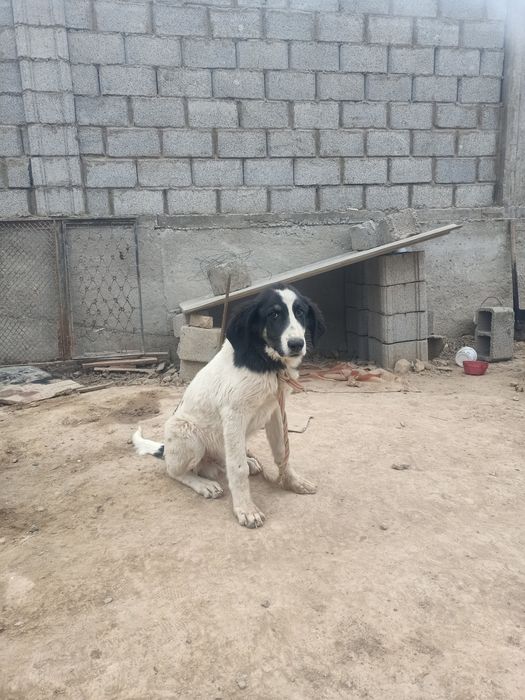 Отдам в хорошие руки собачку  породы Алабай 3месячный щенок