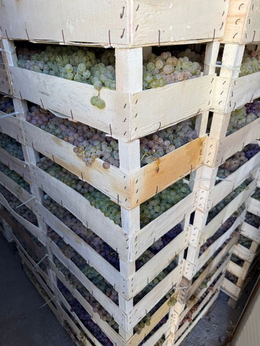 Struguri de masa ceasla