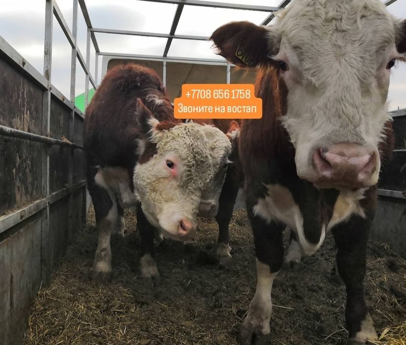 Бычки телята Ангусер ш