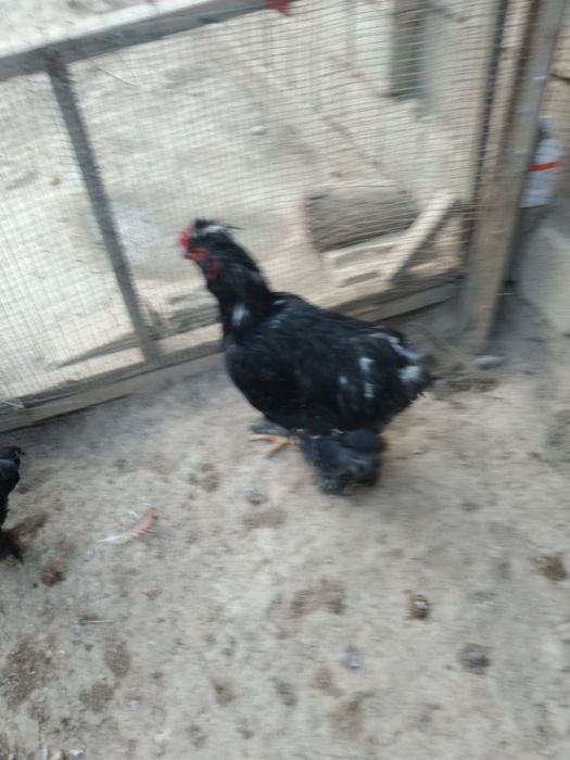 Brama Xoroz  sotilasi